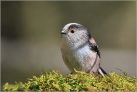 <p>MLYNAŘÍK DLOUHOOCASÝ (Aegithalos caudatus) Šluknovsko /Long-tailed-tit - Schwanzmeise/</p>